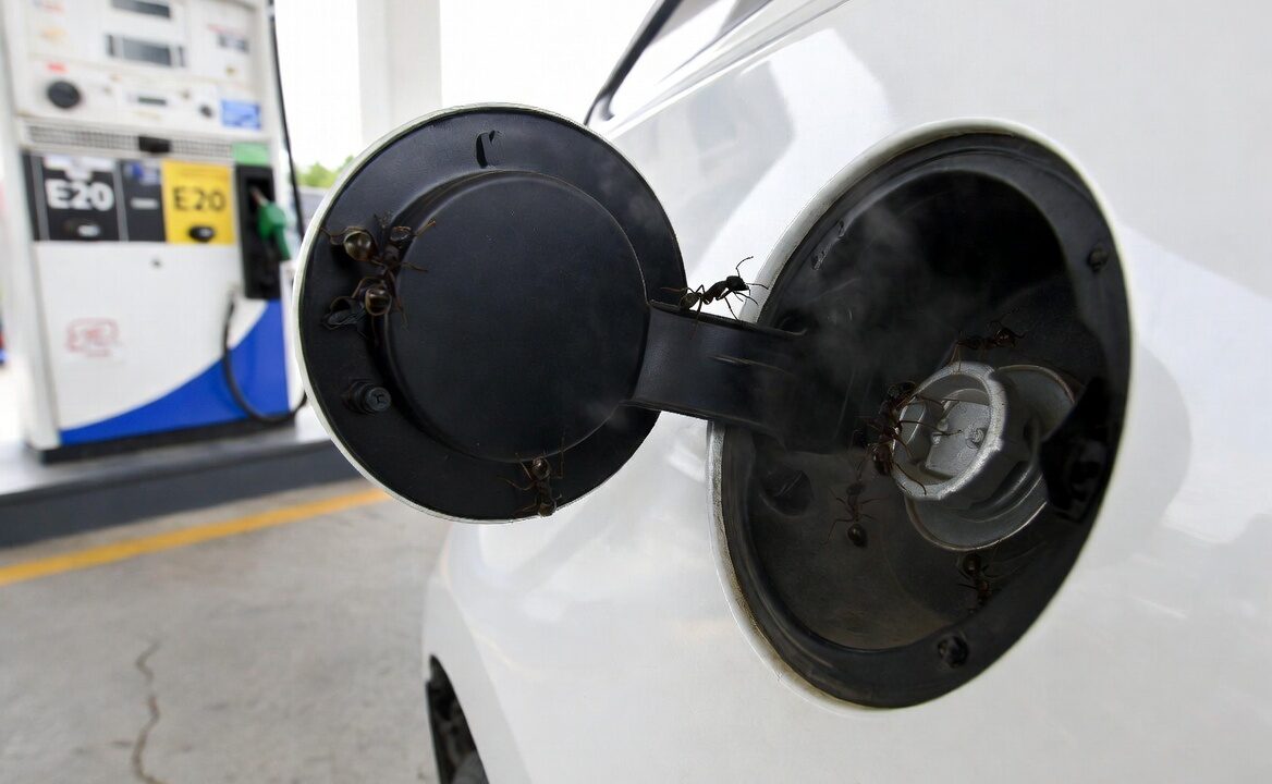 Why Are Ants Swarming E20 Petrol in Sikkim? The Real Science Behind the Viral Video (And What It Means for Your Car)